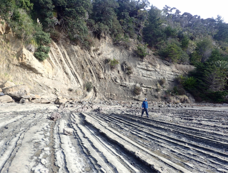 Auckland geoheritage guided walk - Waiwera foreshore